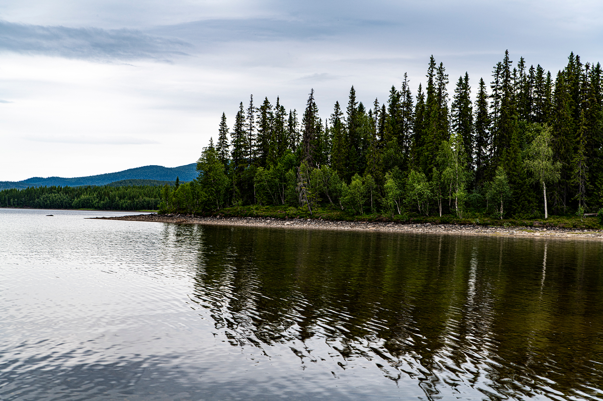 En udde med träd fotad från en sjö