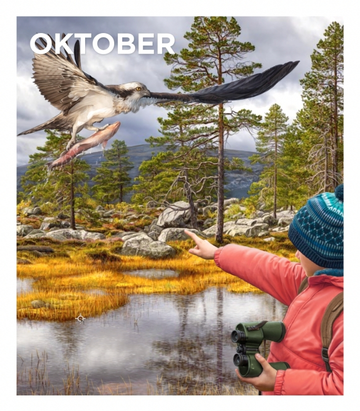 En person i orange jacka och blå mössa pekar mot en fiskgjuse som flyger med en fisk i klorna över ett höstlandskap med träd, stenar och en liten sjö. Texten "OKTOBER" står högst upp i bilden.