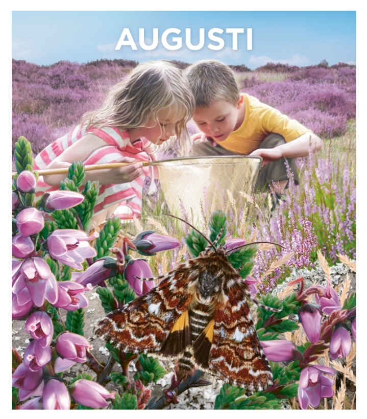 Två barn, ett med en gul tröja och ett med en randig klänning, undersöker något med en håv i en ljungklädd miljö. I förgrunden syns en färgglad fjäril bland rosa ljungblommor, och ordet "AUGUSTI" står högst upp.