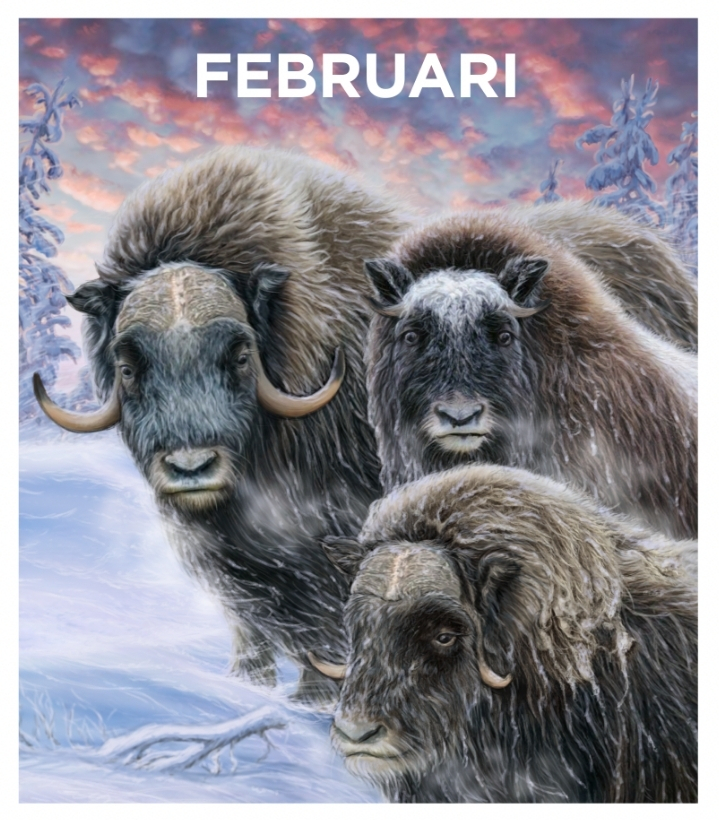 Tre myskoxar står tillsammans i ett snötäckt landskap med vinterträd och en färgglad himmel i bakgrunden. Texten "FEBRUARI" syns högst upp.