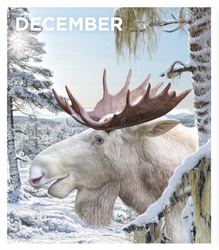 En vit älg med stora horn står i en snötäckt skog med frostiga trädgrenar. Texten "DECEMBER" syns högst upp i bilden.